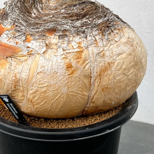 ブーファン:ハエマンソイデス 6号25-01