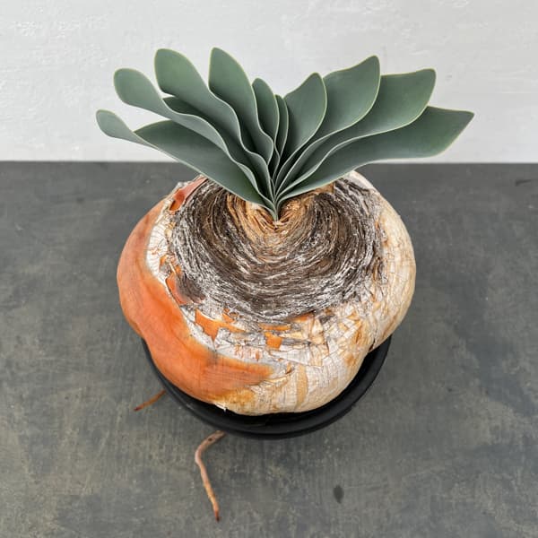 ブーファン:ハエマンソイデス 6号25-01