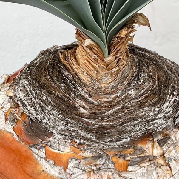 ブーファン:ハエマンソイデス 6号25-01