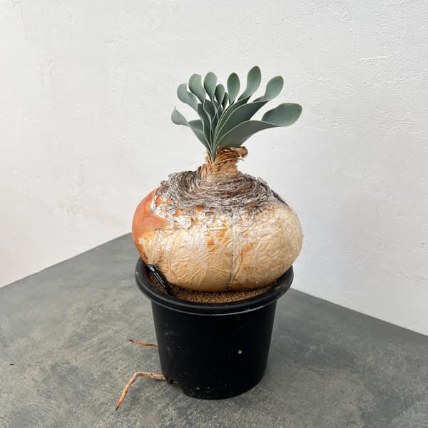 ブーファン:ハエマンソイデス 6号25-01