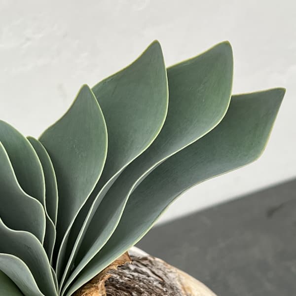 ブーファン:ハエマンソイデス 6号25-01