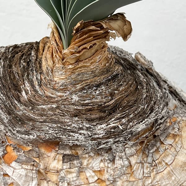 ブーファン:ハエマンソイデス 6号25-01