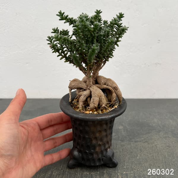 トリコディアデマ：デンサム（アフリカ盆栽）　4号2信楽焼鉢6-01