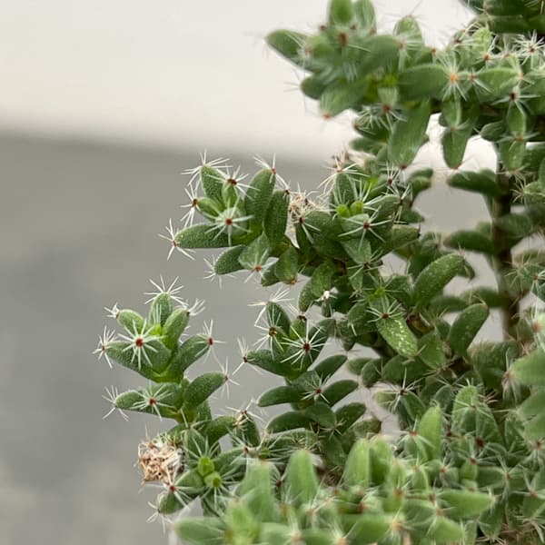 トリコディアデマ：デンサム（アフリカ盆栽）　4号2信楽焼鉢6-01