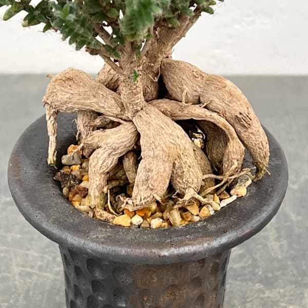 トリコディアデマ：デンサム（アフリカ盆栽）　4号2信楽焼鉢6-01