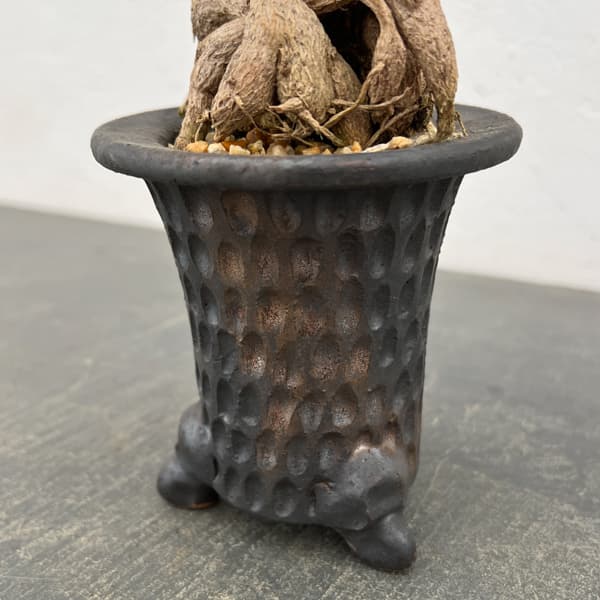 トリコディアデマ：デンサム（アフリカ盆栽）　4号2信楽焼鉢6-01