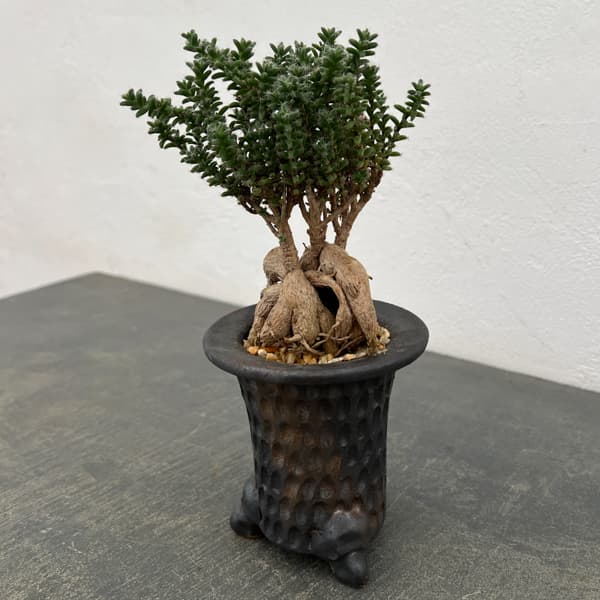 トリコディアデマ：デンサム（アフリカ盆栽）　4号2信楽焼鉢6-01