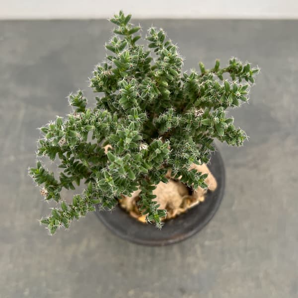 トリコディアデマ：デンサム（アフリカ盆栽）　4号2信楽焼鉢6-01