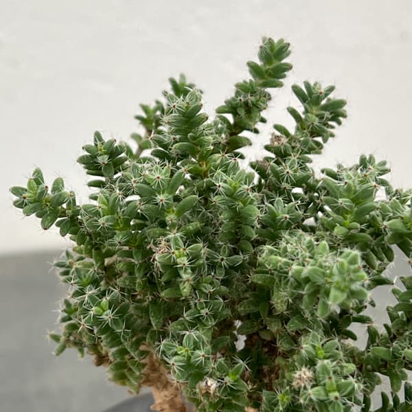 トリコディアデマ：デンサム（アフリカ盆栽）　4号2信楽焼鉢6-01