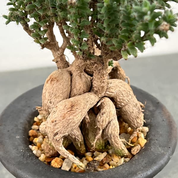 トリコディアデマ：デンサム（アフリカ盆栽）　4号2信楽焼鉢6-01