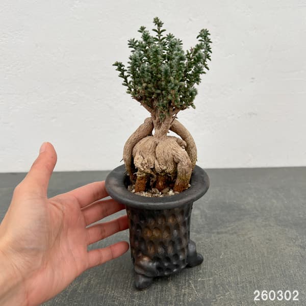 トリコディアデマ:デンサム(アフリカ盆栽) 4号信楽焼26-02