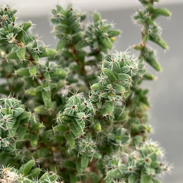 トリコディアデマ:デンサム(アフリカ盆栽) 4号信楽焼26-02