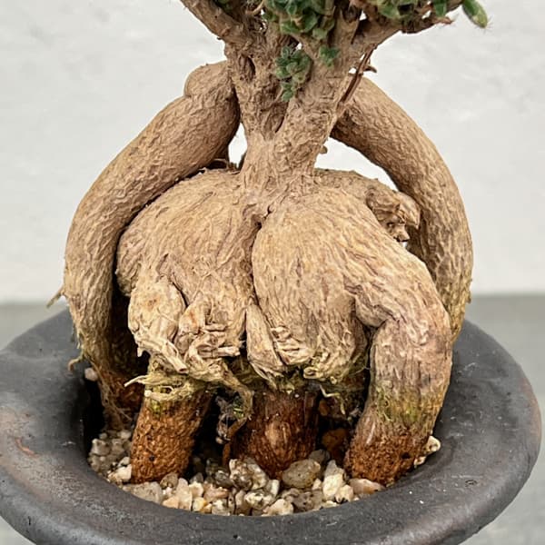 トリコディアデマ:デンサム(アフリカ盆栽) 4号信楽焼26-02