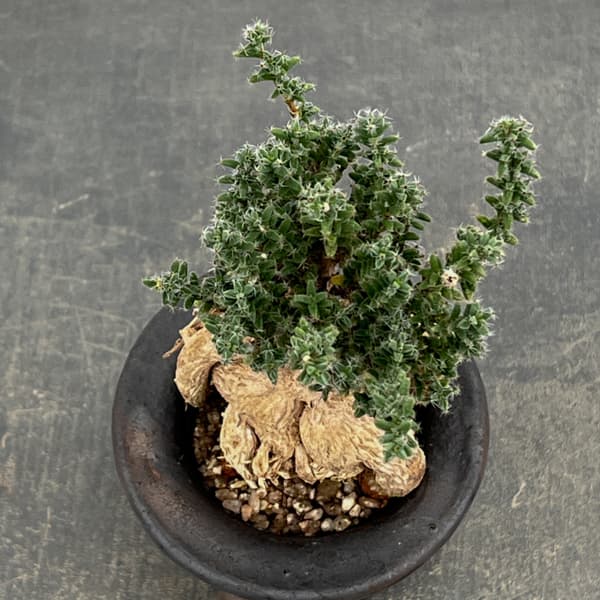 トリコディアデマ:デンサム(アフリカ盆栽) 4号信楽焼26-02