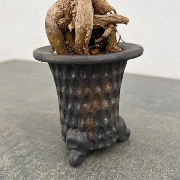 トリコディアデマ:デンサム(アフリカ盆栽) 4号信楽焼26-02