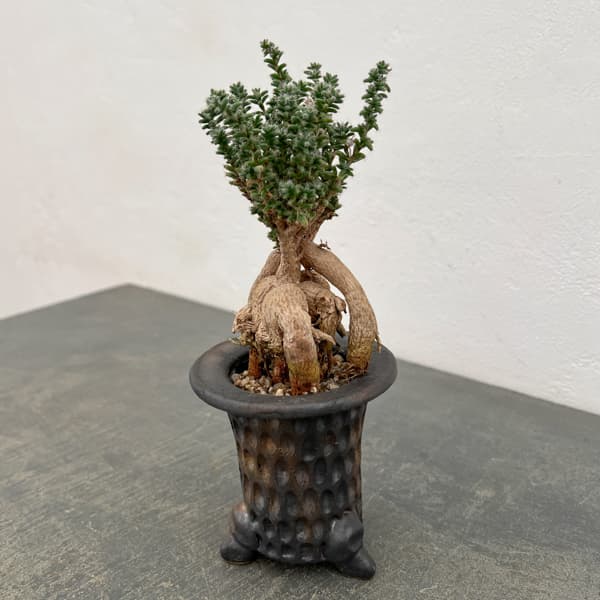 トリコディアデマ:デンサム(アフリカ盆栽) 4号信楽焼26-02