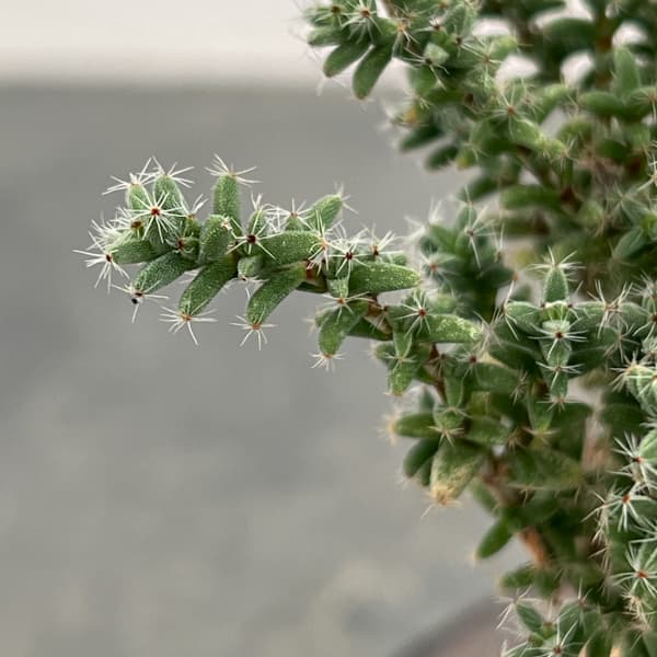 トリコディアデマ:デンサム(アフリカ盆栽) 4号信楽焼26-02