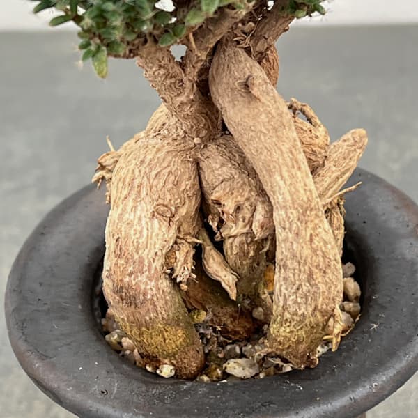 トリコディアデマ:デンサム(アフリカ盆栽) 4号信楽焼26-02