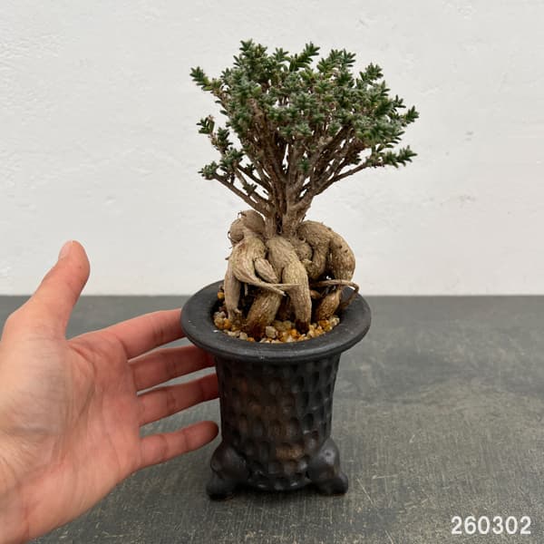 トリコディアデマ：デンサム（アフリカ盆栽）　4号信楽焼鉢26-04