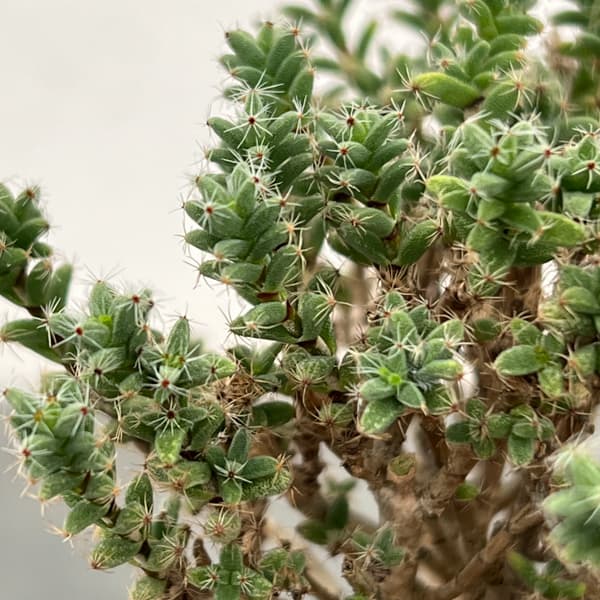 トリコディアデマ：デンサム（アフリカ盆栽）　4号信楽焼鉢26-04