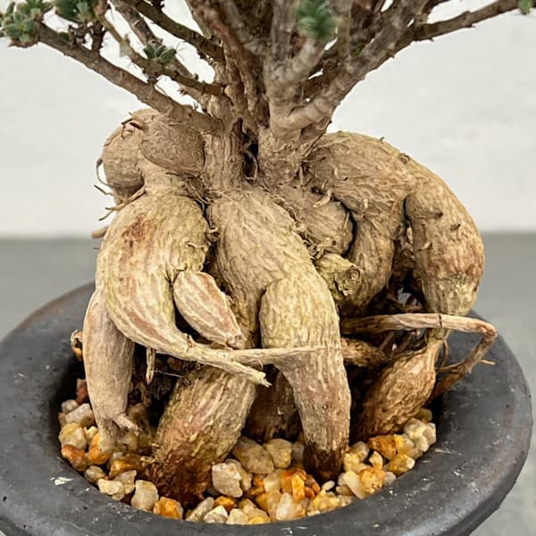 トリコディアデマ：デンサム（アフリカ盆栽）　4号信楽焼鉢26-04