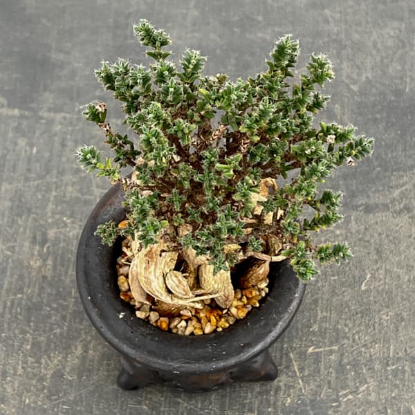 トリコディアデマ：デンサム（アフリカ盆栽）　4号信楽焼鉢26-04