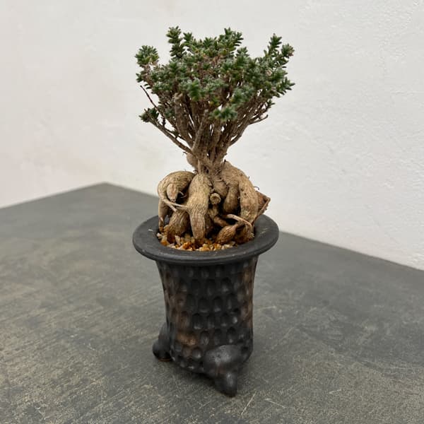 トリコディアデマ：デンサム（アフリカ盆栽）　4号信楽焼鉢26-04