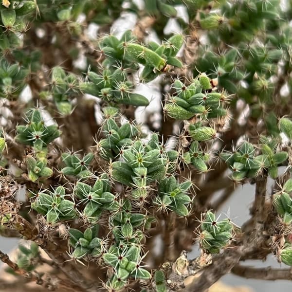 トリコディアデマ：デンサム（アフリカ盆栽）　4号信楽焼鉢26-04