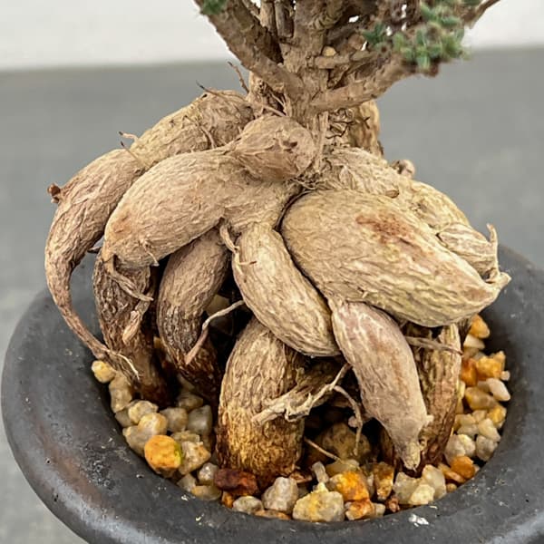 トリコディアデマ：デンサム（アフリカ盆栽）　4号信楽焼鉢26-04