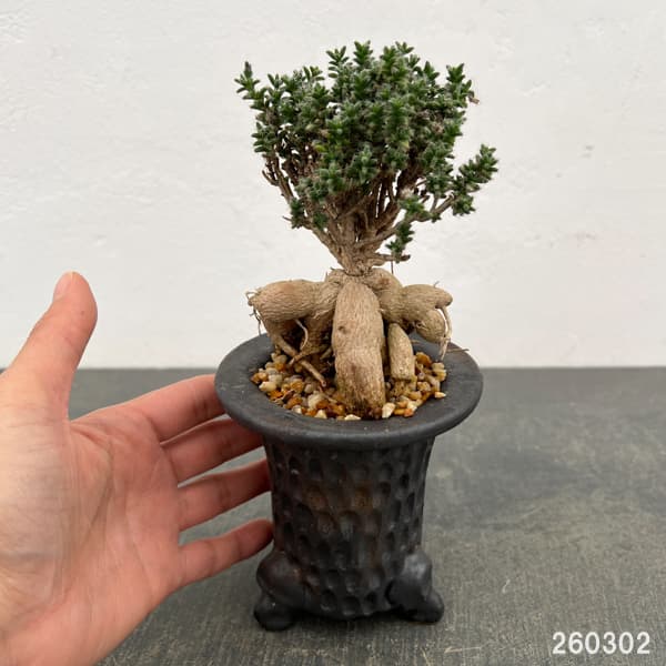 トリコディアデマ：デンサム（アフリカ盆栽）　4号26-05