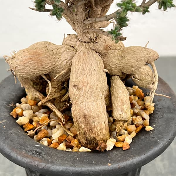 トリコディアデマ：デンサム（アフリカ盆栽）　4号26-05