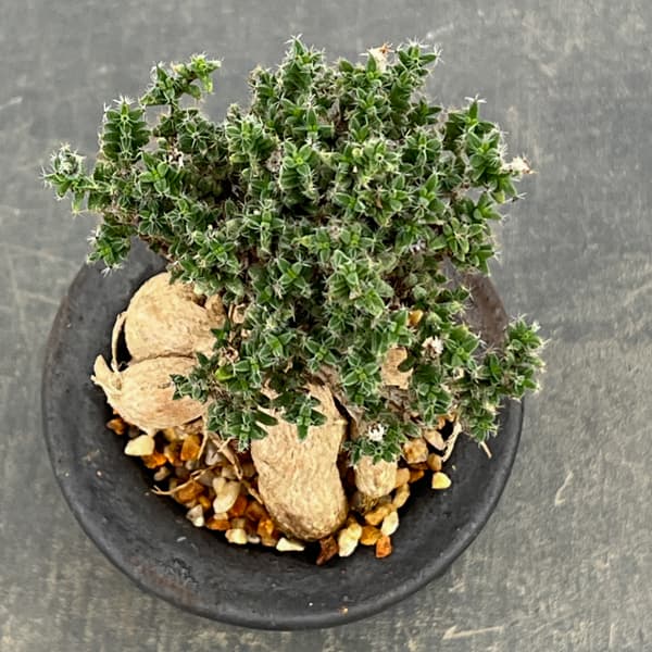 トリコディアデマ：デンサム（アフリカ盆栽）　4号26-05