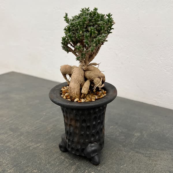 トリコディアデマ：デンサム（アフリカ盆栽）　4号26-05