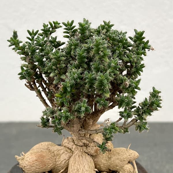 トリコディアデマ：デンサム（アフリカ盆栽）　4号26-05