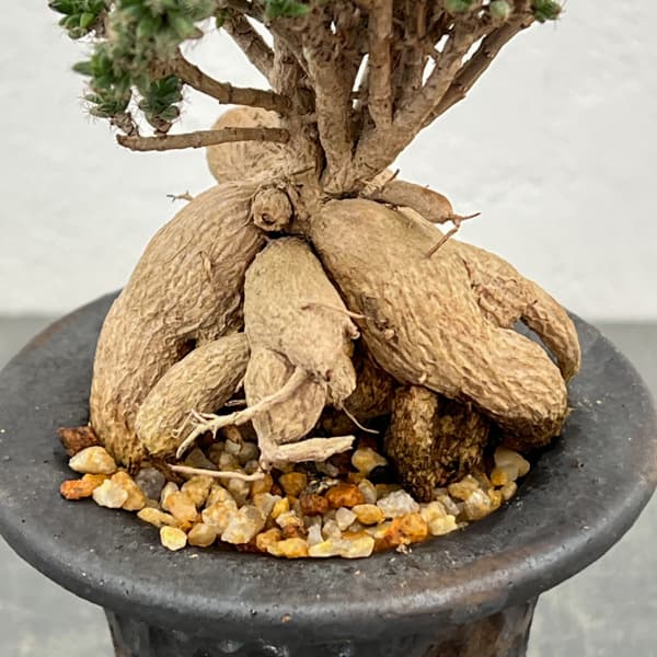 トリコディアデマ：デンサム（アフリカ盆栽）　4号26-05