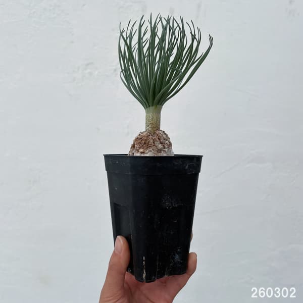 ゲチリス：グランディフローラ　3号26-01