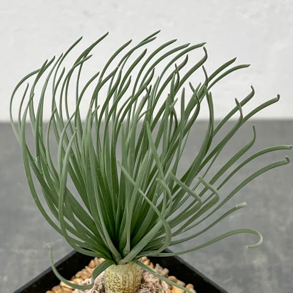 ゲチリス：グランディフローラ　3号26-01