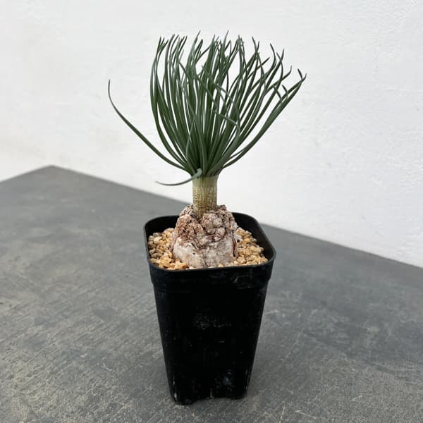 ゲチリス：グランディフローラ　3号26-01