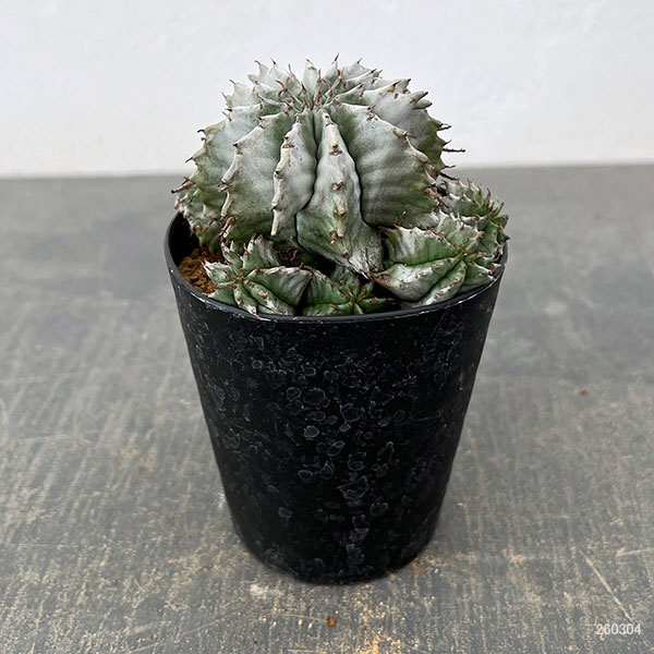 ユーフォルビア:ホリダ 3号鉢植え26-01