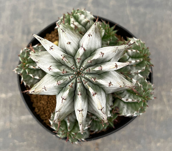 ユーフォルビア:ホリダ 3号鉢植え26-01