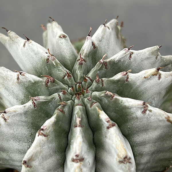 ユーフォルビア:ホリダ 3号鉢植え26-01