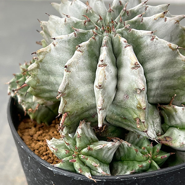 ユーフォルビア:ホリダ 3号鉢植え26-01