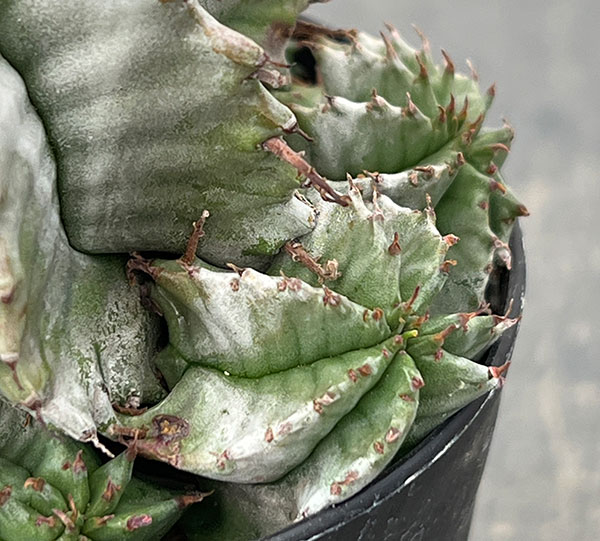 ユーフォルビア:ホリダ 3号鉢植え26-01