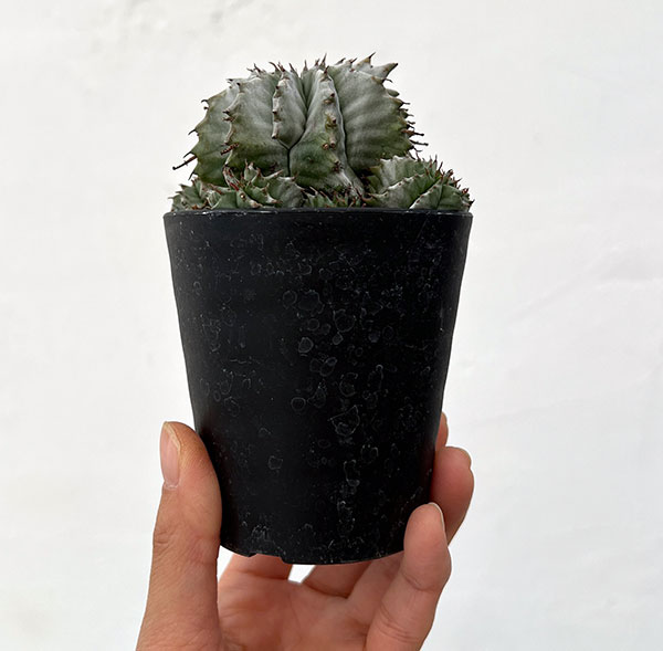 ユーフォルビア:ホリダ 3号鉢植え26-01