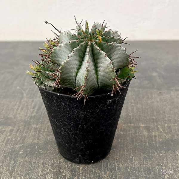 ユーフォルビア:ホリダ 3号鉢植え26-02