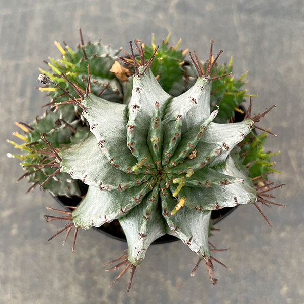 ユーフォルビア:ホリダ 3号鉢植え26-02