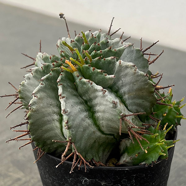 ユーフォルビア:ホリダ 3号鉢植え26-02