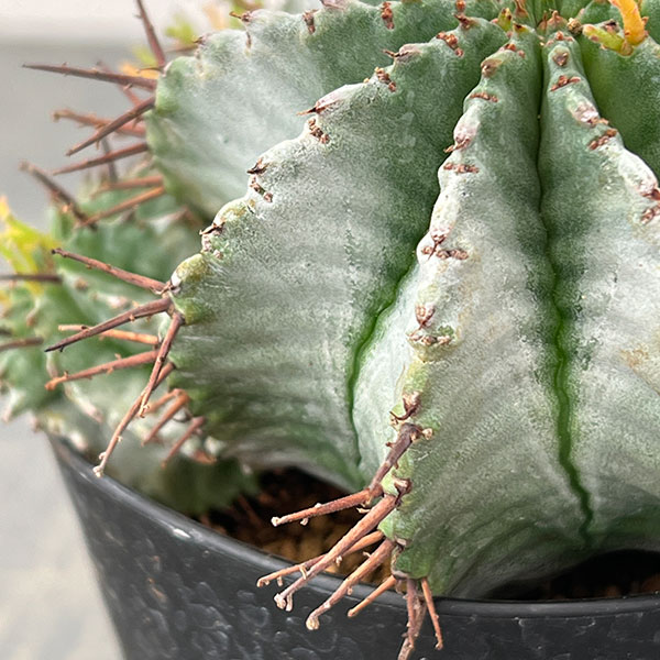 ユーフォルビア:ホリダ 3号鉢植え26-02