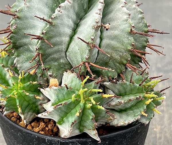 ユーフォルビア:ホリダ 3号鉢植え26-02