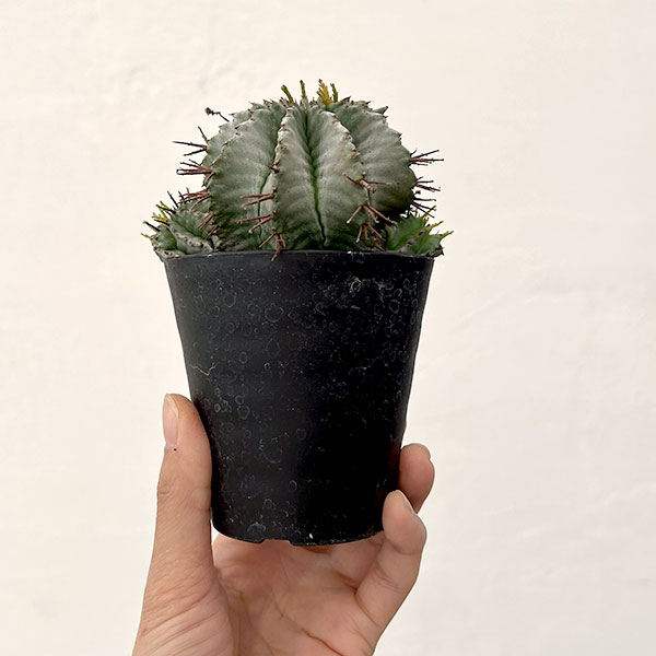 ユーフォルビア:ホリダ 3号鉢植え26-02